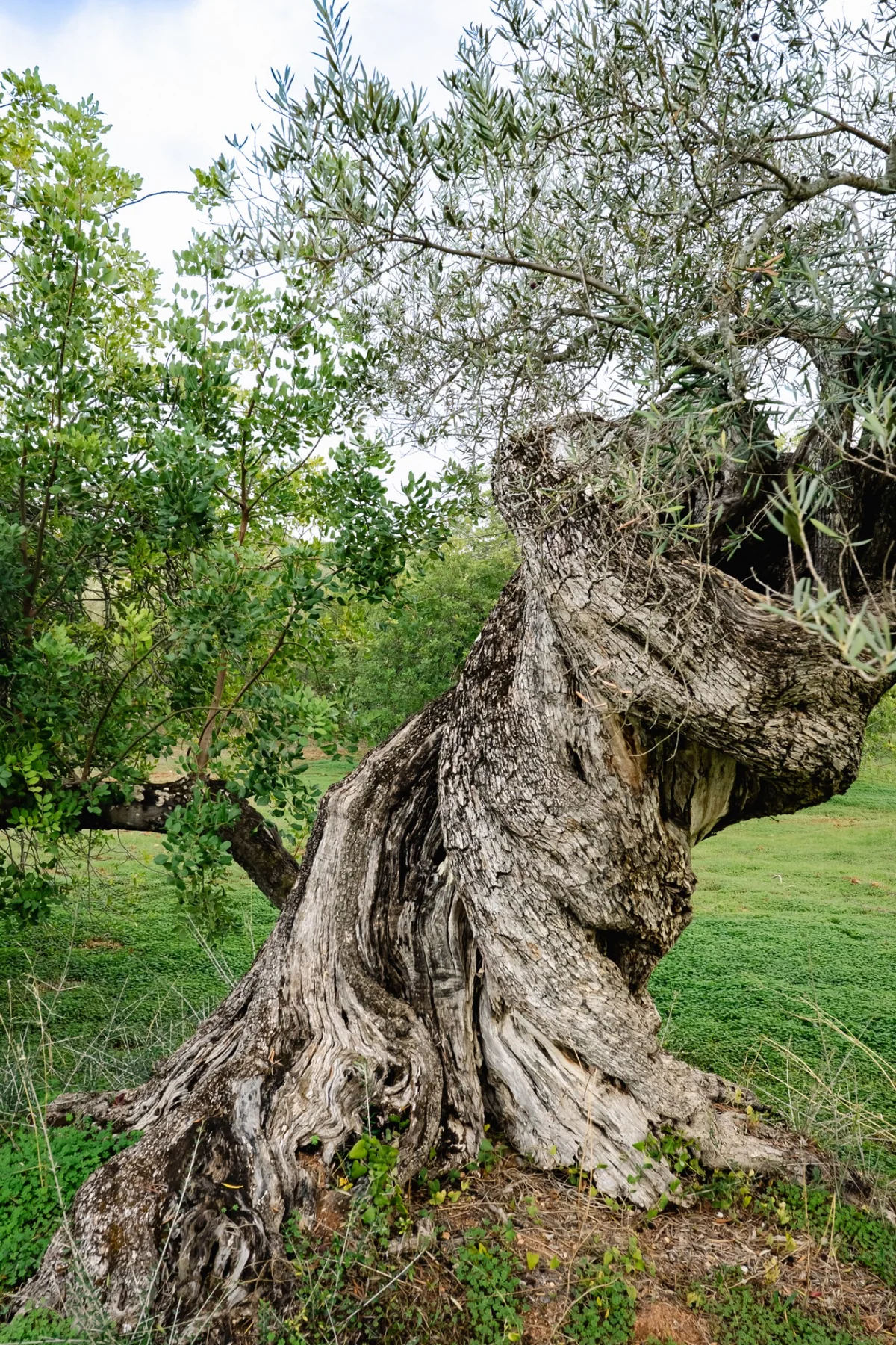 Jahrhundertealter knorriger Olivenbaum an der Algarve