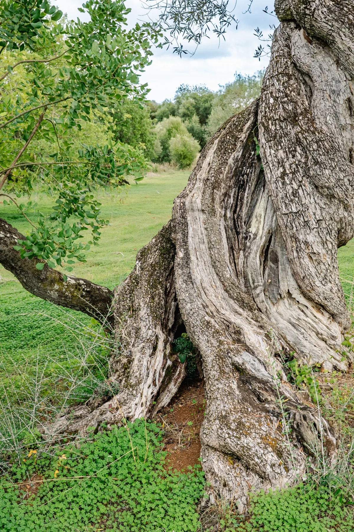 Detail eines alten Olivenbaumstamms mit gewachsener Holzstruktur