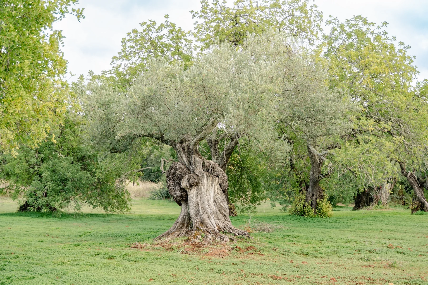 Alter Olivenbaum in einem naturbelassenen Hain an der Algarve